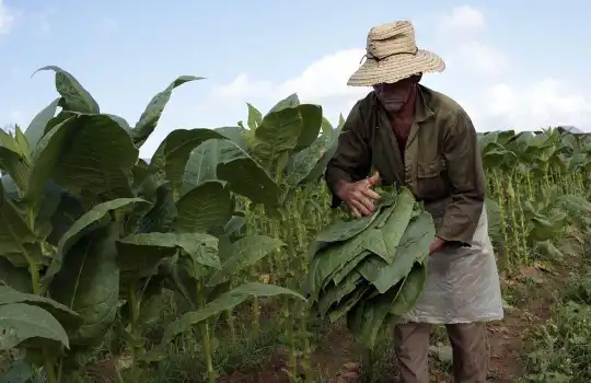 The Tobacco Plant